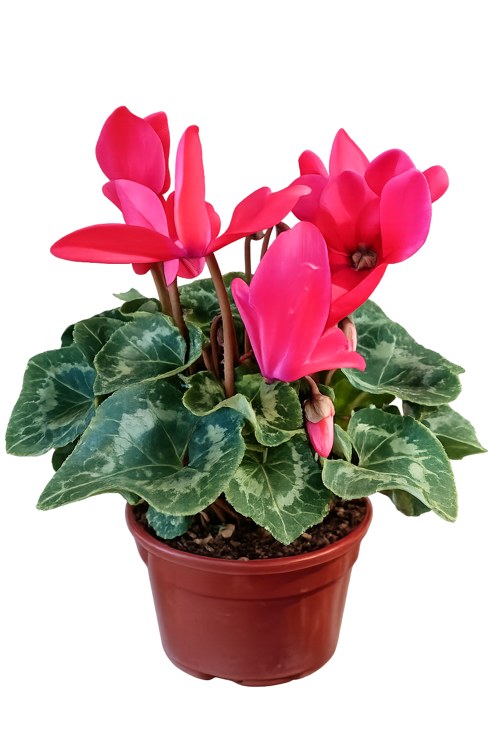 Ciclamen Rosado en Maceta