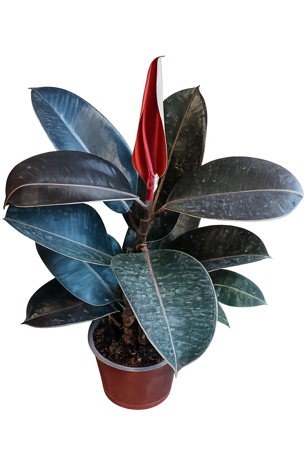 Planta de Caucho con Hoja Nueva